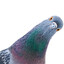 pigeon want bread