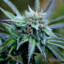 SATIVA