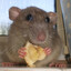 mouse guy
