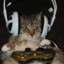 Cats if they were a gamer
