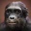 Sahelanthropus tchadensis