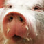 Pig(Terrible,Awful)