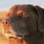 Itchy_Crack