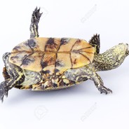 tersdonenturtle