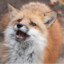 Foolee-Fox