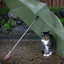 Cat With An Umbrella