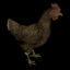 FreeChickeniqua
