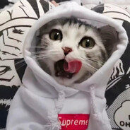 薄荷味的白衬衫i