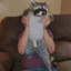 the racoon