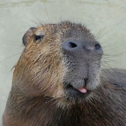 capybara