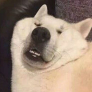 无尾熊在雅砻江吃布丁