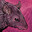 The Rat Commander
