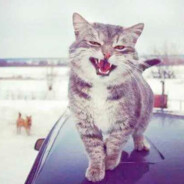 涛子~重生之我是牛战士