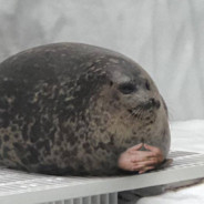 SealWaiting