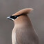 Cedar Waxwing
