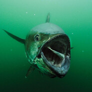 seal