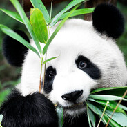 Pandamonium