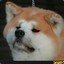 Very Sad Shibe lost