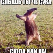 shaaarkyyy