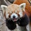 red panda laughs at you