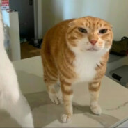 为何会两败俱伤