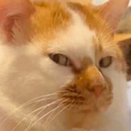 说白了我白说了