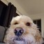 Derp-Dog