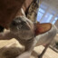 [Zl] КАРФАГЕН#foxrust