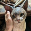 Avatar of eis