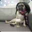 star &#039;&#039;Pug&#039;&#039;