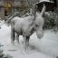 snowdonkey