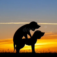 DoggyStyled - steam id 76561198013093773