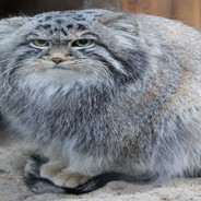 Кирасиновый Памп