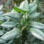Aglaonema