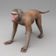 MACACO 3D