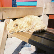 常州大学施小凡