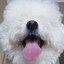 Bichon