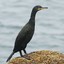 Phalacrocorax aristotelis