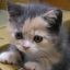 Grible