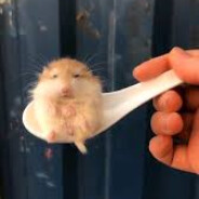 Rat On Spoon