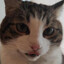 Whiskes