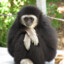 Monke