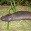Pancracio