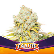 Tangie Steam avatar
