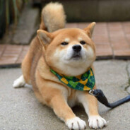 东强哩个龙东强