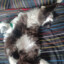 Lapinou
