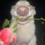 ♥ FITT BÖG ♥