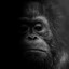 Chimpanzinni