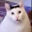 Dihoky