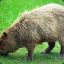 Rabid Capybara